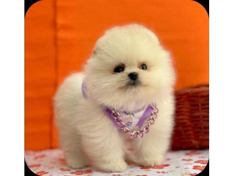 Safkan pomeranian yavrular