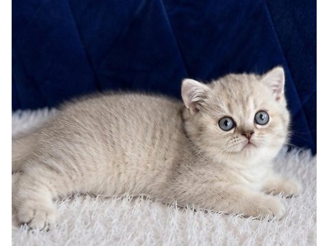 British shorthair silver yavrular