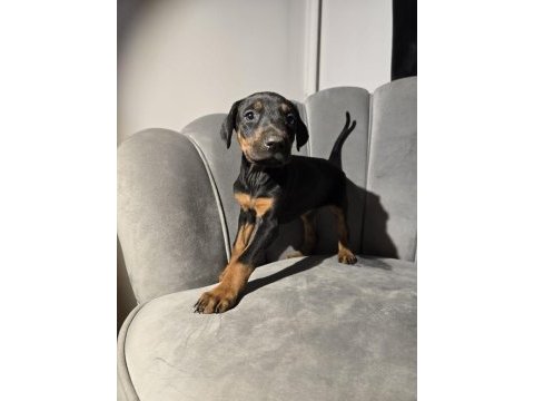 Orjinal doberman