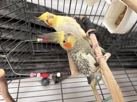 Uyumlu çift sultan papağanı