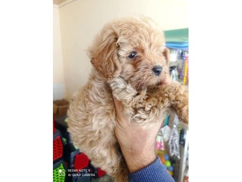 Maltipoo yavrular