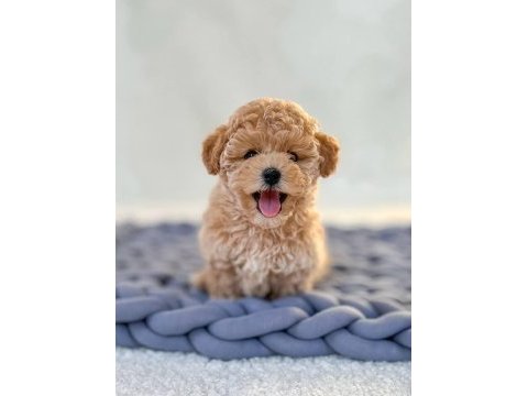Kg garantili kore maltipoo