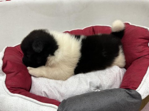 Show kalite amerikan akita yavruları
