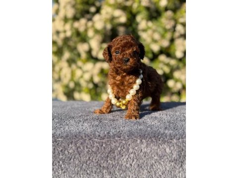 Kore kan poodle yavrularım