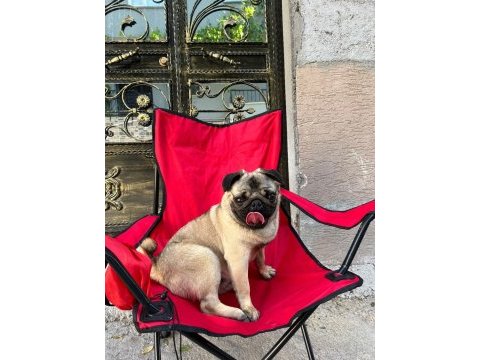 (uygun) yakışıklı pug oğlan odin