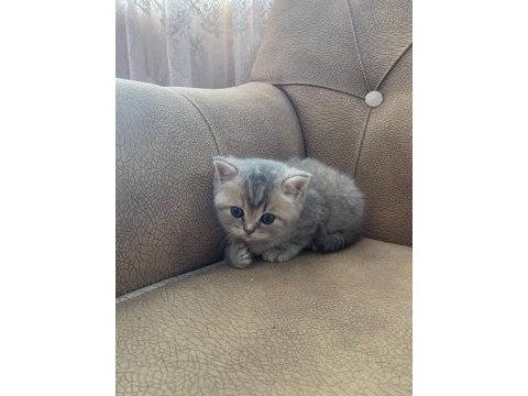 2 haftalık scottish fold