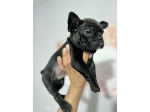 Üst kalite french bulldog bebekler