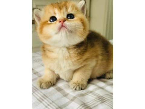 A kalite british shorthair golden yavrular