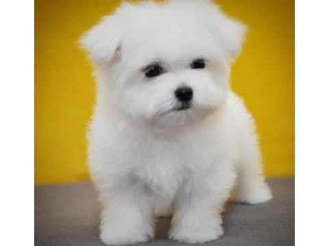 Tea cup kore kan maltese petmode den