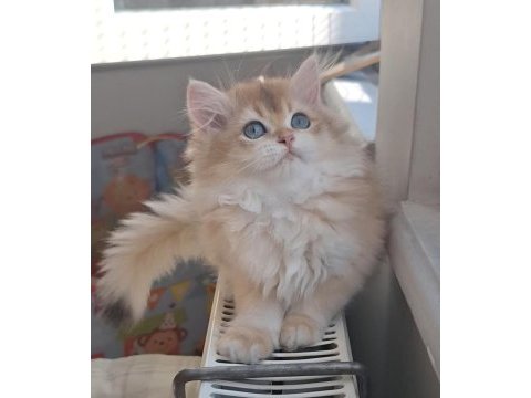 British longhair golden ny12