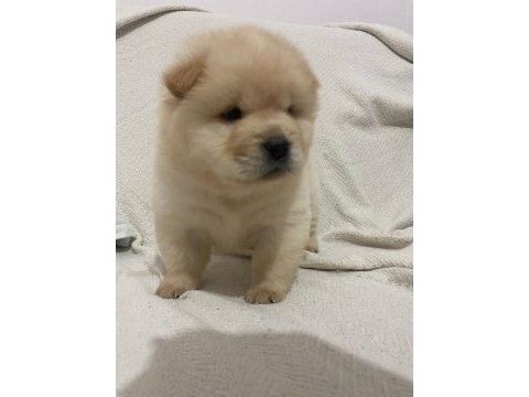 Chow chow köpeği yavrular