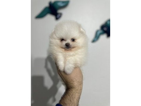 Irkının en iyisi pomeranian boo