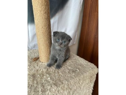 Scottish fold british shorthair ve longhair yavrular