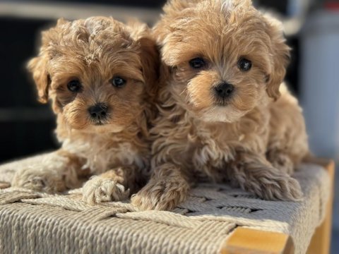 En güzel maltipoo yavrular ziyarete açık