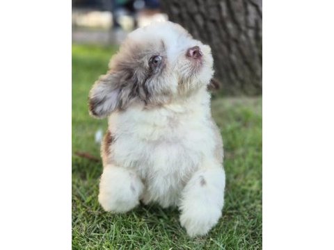 Trde nadir bulunan irklardan ausiee doodle yavrumuz