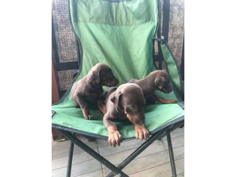 Kızıl doberman yavruları