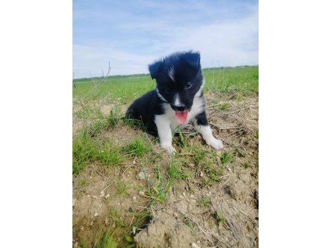Border collie yavrusu