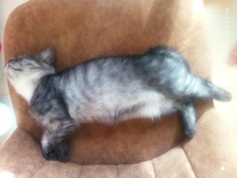 5 aylık british shorthair