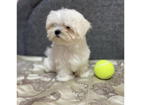 0 numara antialerjik maltese bebekler
