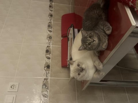 Yakışıklı güzel gözlü british shorthair oğlum
