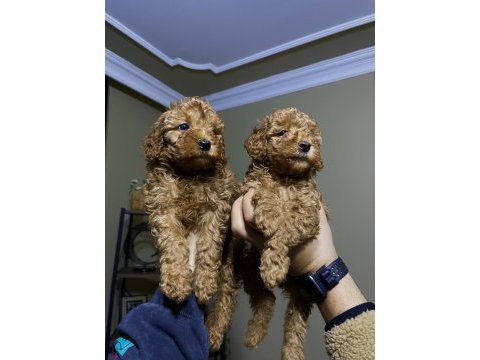 Ev doğumu toy poodle bebekler