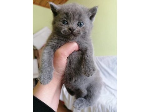 Scottish fold yavruları