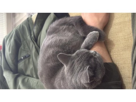 Ücretsiz sahiplendirme british shorthair acil