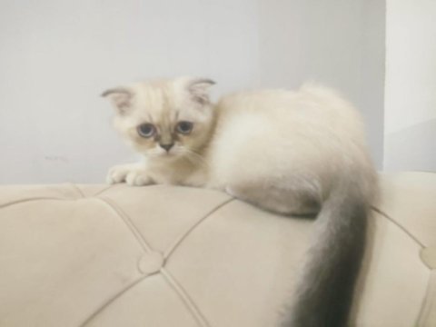 British shorthair 6 aylık