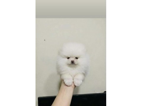 Kar beyaz üst kalite teddy bear pomeranian boo