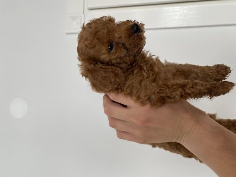 50 günlük toy poodle bebekler