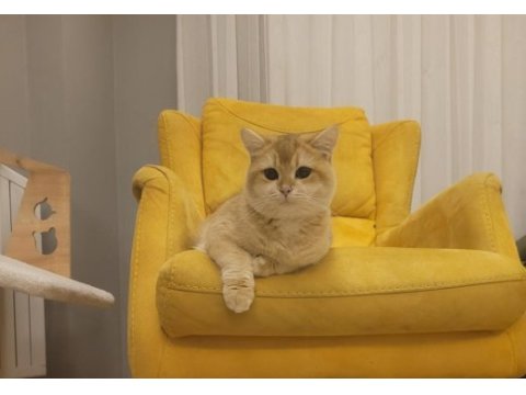 British shorthair kedilerimiz