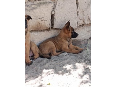 Orjinal saf kan malinois