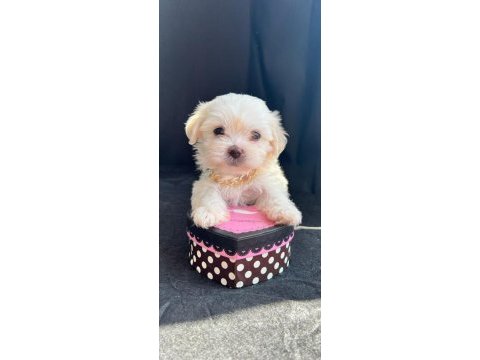 Sevimli maltipoo yavrular