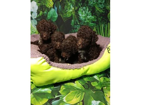 Irk ve sağlık garanti lagotto yavrularımuz