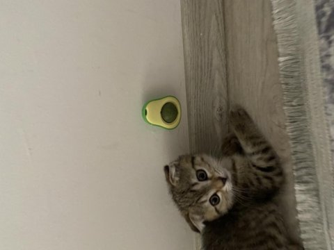 Tatlı bir mia scottish fold