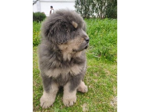 Dünyanın en değerli köpeği tibet mastifi