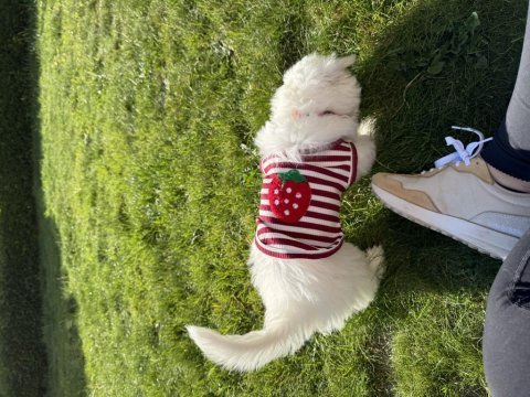 Yavru köpeğimiz ücretsiz sahiplendirme