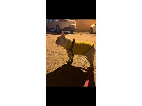 Anatomi harikası lilactan platinum french bulldog