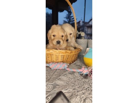 Baby face golden retriever bebekler