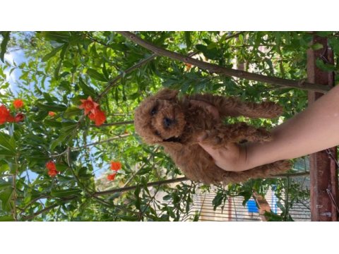 Toy poodle bebekler