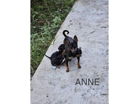 Pinscher minyatür sıfır boy