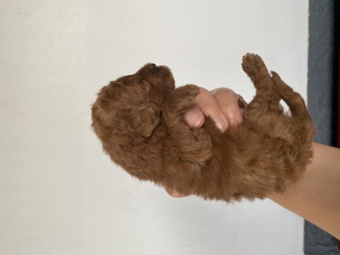 Toy poodle yavrular