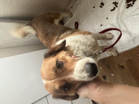 Dişi köpeğimiz