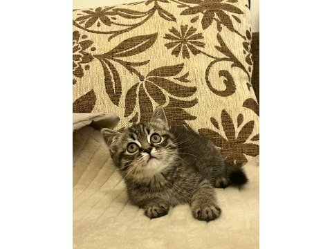 Dişi british longhair iç-dış