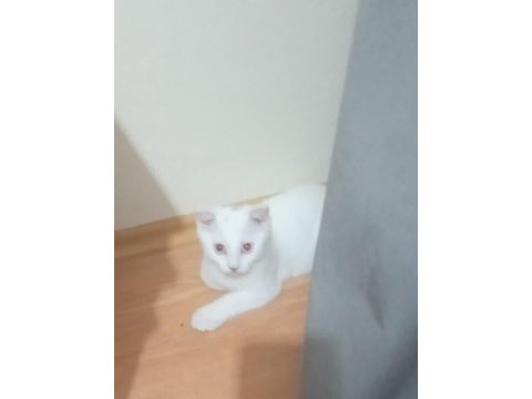 Kızımız yuvasını ariyor