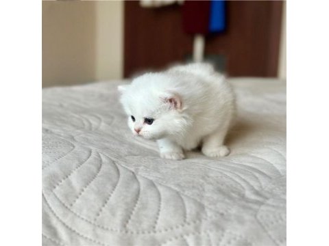 Masum bebek silver british shorthair 