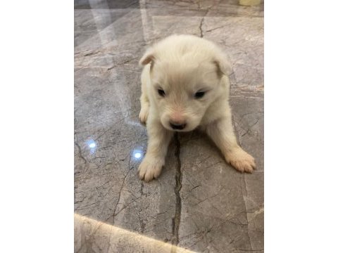 Safkan samoyed yavruları kartopu