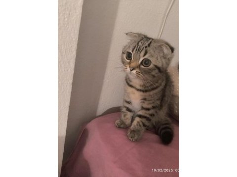 5 aylık scottish fold