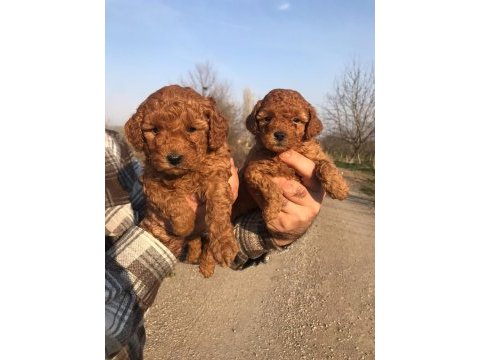 Orjinal poodle yavruları ücretsiz değildir