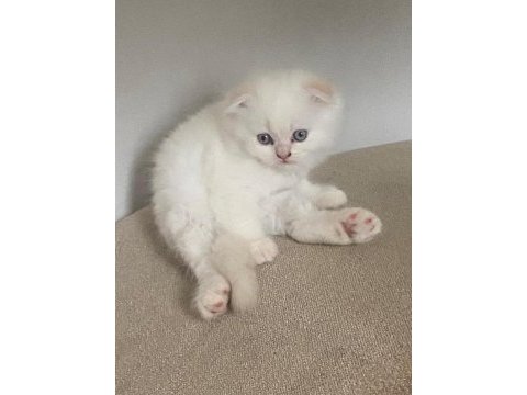 2 aylık kedilerimi sahiplendiriyorum